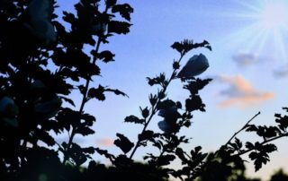 Managing stress during covid-19